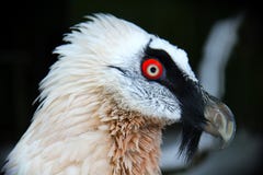 The bearded vulture Gypaetus barbatus