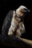 Bearded Vulture stock images Bearded Vulture stock images