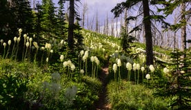 Beargrass imagens de stock Beargrass imagens de stock
