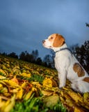 Beau, Brown et chiot blanc de chien de briquet Photos stock Beau, Brown et chiot blanc de chien de briquet Photos stock