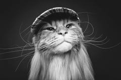Beau chat de ragondin du Maine dans le chapeau photographie stock Beau chat de ragondin du Maine dans le chapeau photographie stock