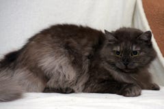 Beau chat fumeux pelucheux photographie stock Beau chat fumeux pelucheux photographie stock