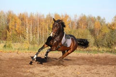 Beau cheval de baie galopant en automne photos stock Beau cheval de baie galopant en automne photos stock