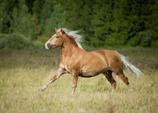 Beau cheval de châtaigne avec la crinière blonde fonctionnant dans la liberté avec Image stock Beau cheval de châtaigne avec la crinière blonde fonctionnant dans la liberté avec Image stock
