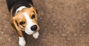 Beau chien de chasse de briquet avec le fond avec l'espace pour quelque chose images stock Beau chien de chasse de briquet avec le fond avec l'espace pour quelque chose images stock