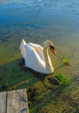 Beau cygne blanc sur l'eau dans un étang sur la nature photographie stock libre de droits Beau cygne blanc sur l'eau dans un étang sur la nature photographie stock libre de droits