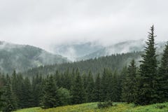 Beau et paisible paysage vert brumeux de support photo stock Beau et paisible paysage vert brumeux de support photo stock