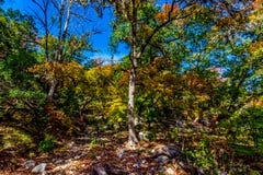 Beau feuillage d'automne lumineux sur les arbres d'érable renversants dans le Texas photo stock Beau feuillage d'automne lumineux sur les arbres d'érable renversants dans le Texas photo stock