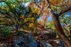 Beau feuillage d'automne lumineux sur les arbres d'érable renversants dans le Texas photographie stock libre de droits Beau feuillage d'automne lumineux sur les arbres d'érable renversants dans le Texas photographie stock libre de droits