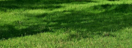 Beau fond avec l'herbe vert clair sur la pelouse photos stock Beau fond avec l'herbe vert clair sur la pelouse photos stock
