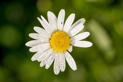 Beau fond floral, fleur blanche douce de camomille avec des baisses de rosée sur des pétales, carte de voeux pour le divinati du Photographie stock libre de droits Beau fond floral, fleur blanche douce de camomille avec des baisses de rosée sur des pétales, carte de voeux pour le divinati du Photographie stock libre de droits