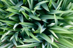 Beau fond naturel d'herbe verte pour la conception photo libre de droits Beau fond naturel d'herbe verte pour la conception photo libre de droits