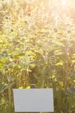 beau gisement de tournesols dans le coucher du soleil La cueillette fleurit en Allemagne seul avec le plat des prix Vendeur muet images libres de droits beau gisement de tournesols dans le coucher du soleil La cueillette fleurit en Allemagne seul avec le plat des prix Vendeur muet images libres de droits