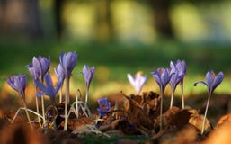 Beau groupe des crocus violets dans la forêt photo stock Beau groupe des crocus violets dans la forêt photo stock