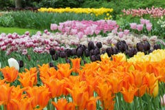 Beau jardin de beaucoup de tulipes colorées photos stock Beau jardin de beaucoup de tulipes colorées photos stock