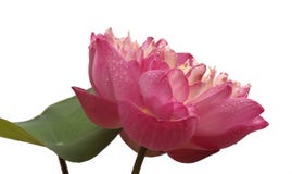 Beau lotus (fleur de lotus simple d'isolement sur le fond blanc Images stock Beau lotus (fleur de lotus simple d'isolement sur le fond blanc Images stock