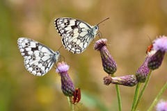 Beau papillon coloré se reposant sur la fleur en nature Jour d'été avec le soleil dehors sur le pré Fond naturel coloré Inse Photographie stock Beau papillon coloré se reposant sur la fleur en nature Jour d'été avec le soleil dehors sur le pré Fond naturel coloré Inse Photographie stock