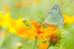 Beau papillon sur la tache floue orange de fond de fleur photos libres de droits Beau papillon sur la tache floue orange de fond de fleur photos libres de droits
