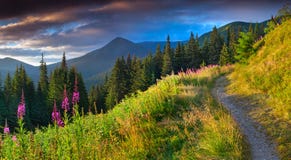 Beau paysage d'automne dans les montagnes avec les fleurs roses photographie stock libre de droits Beau paysage d'automne dans les montagnes avec les fleurs roses photographie stock libre de droits