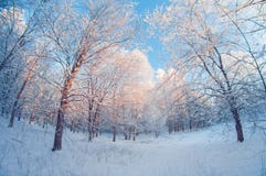 Beau paysage d'hiver, forêt neigeuse le jour ensoleillé, lentille de fisheye de perspective de déformation, arbres neigeux avec l photographie stock Beau paysage d'hiver, forêt neigeuse le jour ensoleillé, lentille de fisheye de perspective de déformation, arbres neigeux avec l photographie stock