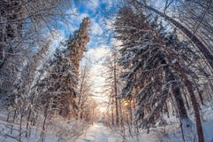 Beau paysage d'hiver, un chemin dans une forêt neigeuse un jour ensoleillé, quand la neige tomberait, déformation de fisheye photographie stock libre de droits Beau paysage d'hiver, un chemin dans une forêt neigeuse un jour ensoleillé, quand la neige tomberait, déformation de fisheye photographie stock libre de droits