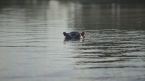 Beau paysage L'hippopotame dépasse son museau de l'eau, regarde dans l'appareil-photo en Afrique images stock Beau paysage L'hippopotame dépasse son museau de l'eau, regarde dans l'appareil-photo en Afrique images stock