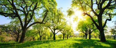 Beau paysage vert panoramique avec des arbres dans une rangée images libres de droits Beau paysage vert panoramique avec des arbres dans une rangée images libres de droits