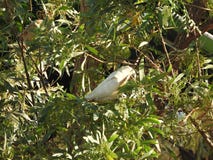 Beau petit ` s de Corella d'oiseaux recherchant l'Australie occidentale de nourriture photos stock Beau petit ` s de Corella d'oiseaux recherchant l'Australie occidentale de nourriture photos stock