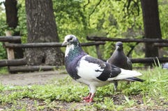Beau pigeon avec une tête blanche en parc un jour d'été, foyer en gros plan et sélectif photo libre de droits Beau pigeon avec une tête blanche en parc un jour d'été, foyer en gros plan et sélectif photo libre de droits
