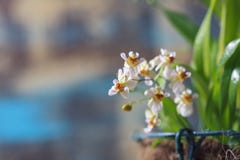 Beau plan rapproché orchidée de scintillement blanc d'Oncidium d'orchidée d'une mini photo stock Beau plan rapproché orchidée de scintillement blanc d'Oncidium d'orchidée d'une mini photo stock