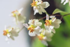 Beau plan rapproché orchidée de scintillement blanc d'Oncidium d'orchidée d'une mini photographie stock Beau plan rapproché orchidée de scintillement blanc d'Oncidium d'orchidée d'une mini photographie stock