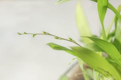 Beau plan rapproché orchidée de scintillement blanc d'Oncidium d'orchidée d'une mini photos stock Beau plan rapproché orchidée de scintillement blanc d'Oncidium d'orchidée d'une mini photos stock