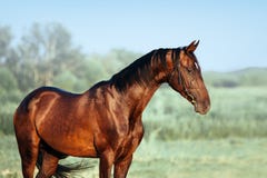 Beau portrait d'étalon d'Akhal-Teke photo libre de droits Beau portrait d'étalon d'Akhal-Teke photo libre de droits