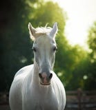 Beau portrait de cheval blanc photographie stock libre de droits Beau portrait de cheval blanc photographie stock libre de droits