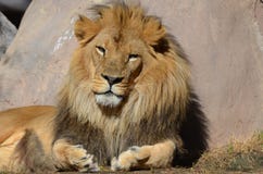 Beau visage de Lion Leaning Against africain une roche images stock Beau visage de Lion Leaning Against africain une roche images stock