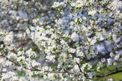 Beaucoup de branches fleurissantes de cerise photos libres de droits Beaucoup de branches fleurissantes de cerise photos libres de droits