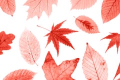 Beaucoup de feuilles d'automne colorées d'isolement sur le fond blanc photographie stock libre de droits Beaucoup de feuilles d'automne colorées d'isolement sur le fond blanc photographie stock libre de droits