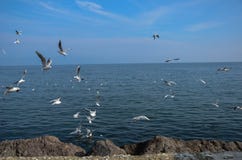 Beaucoup de mouettes luttant pour le pain Bande de voler de mouettes images libres de droits Beaucoup de mouettes luttant pour le pain Bande de voler de mouettes images libres de droits