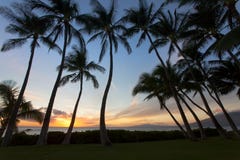 Beauitful södra Maui sunet mellan palmträden arkivfoton Beauitful södra Maui sunet mellan palmträden arkivfoton