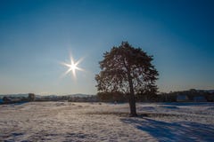 Beautiful abstract nature landscape of a tree in a field under the sun shine, star shape. royalty free stock images Beautiful abstract nature landscape of a tree in a field under the sun shine, star shape. royalty free stock images