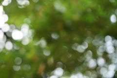 Beautiful abstract scene of defocused natural bright green yellow leaves and white light bokeh background royalty free stock photo Beautiful abstract scene of defocused natural bright green yellow leaves and white light bokeh background royalty free stock photo