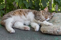 Beautiful Adult Young Tabby Cat With Shut Eyes And Brown Velvet Wet Nose Sleeps On A Bench And A Brown Pillow In The Garden In Stock Photography