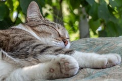 Beautiful Adult Young Tabby Cat With Shut Eyes And Brown Velvet Wet Nose Sleeps On A Brown Pillow In The Garden In Summer Stock Image