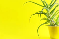 Beautiful aloe vera in yellow flower pot against yellow background,empty space,minimal natural composition royalty free stock photography Beautiful aloe vera in yellow flower pot against yellow background,empty space,minimal natural composition royalty free stock photography