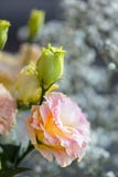 Beautiful And Gentle Pink Eustoma Flowers, Lisianthus, Tulip Gentian, Eustomas. Close Up, Vertical Composition Royalty Free Stock Photography Beautiful And Gentle Pink Eustoma Flowers, Lisianthus, Tulip Gentian, Eustomas. Close Up, Vertical Composition Royalty Free Stock Photography