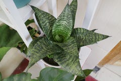 Beautiful And Unique House Plant Called Sansevieria Hahnii Green Royalty Free Stock Photo