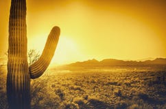 Beautiful Arizona desert sunset