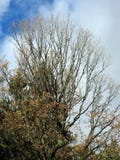 Beautiful autumn tree, Lithuania stock photography Beautiful autumn tree, Lithuania stock photography