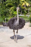 Beautiful Big African Ostrich In Zoo Royalty Free Stock Photography