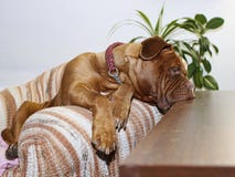 Beautiful Big Dog - Dogue de Bordeaux - French Mastiff stock photos Beautiful Big Dog - Dogue de Bordeaux - French Mastiff stock photos